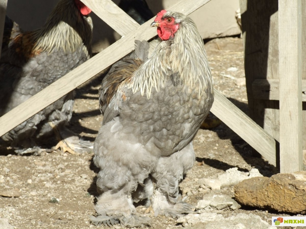 Петух Брама белый