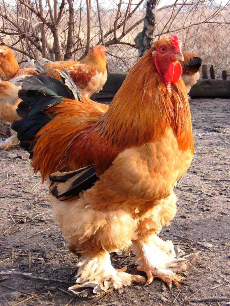 Брама куропатчатая колумбийская