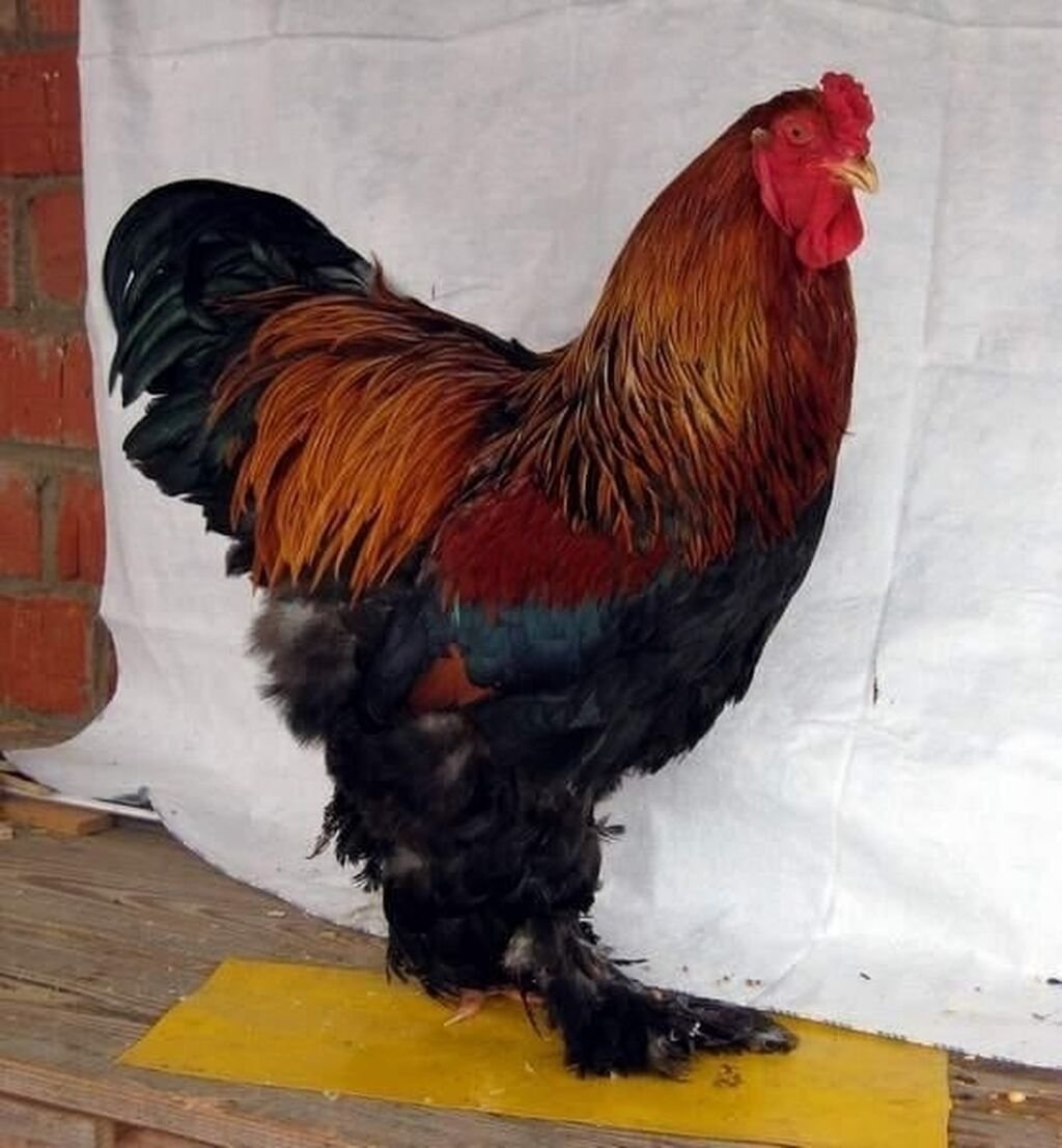 Петух породы Брама