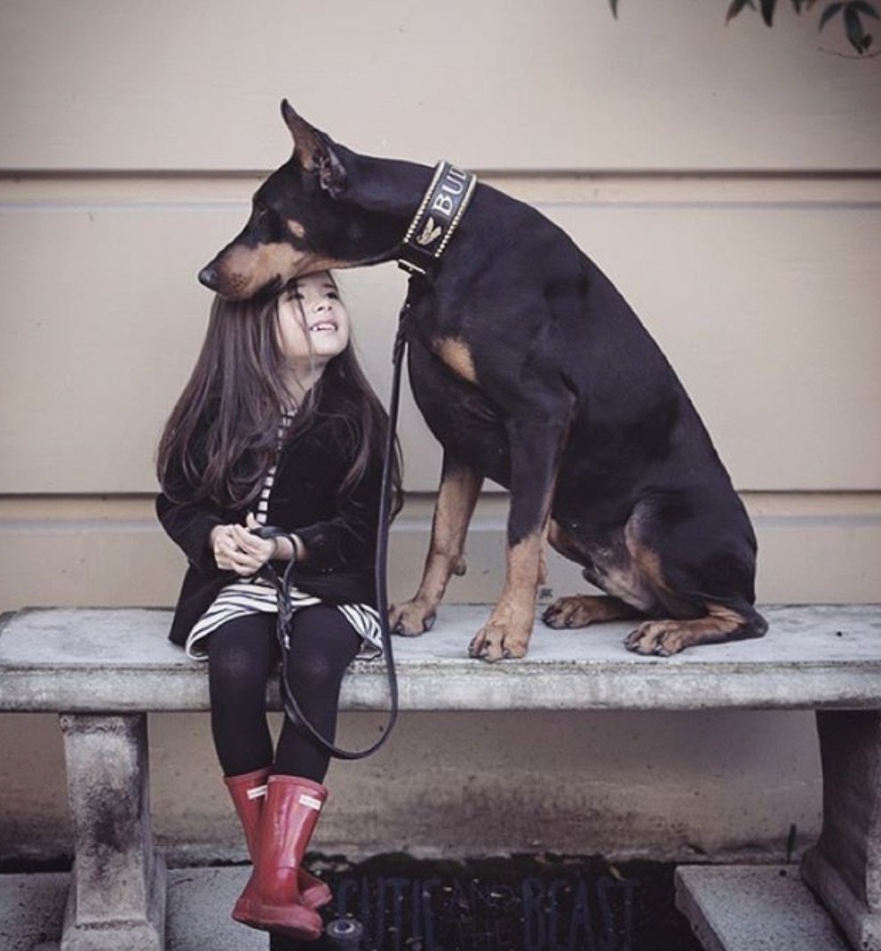 Одежда для собак Доберман