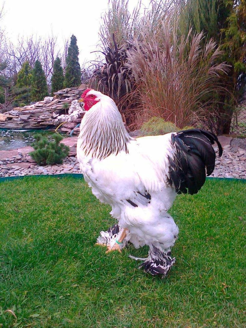 Куры Брама Изабелла