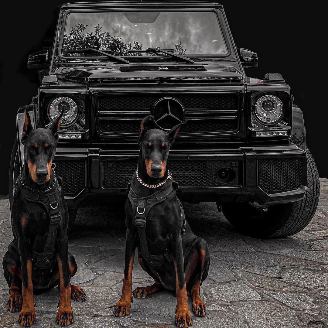 Доберман-пинчер окрасы