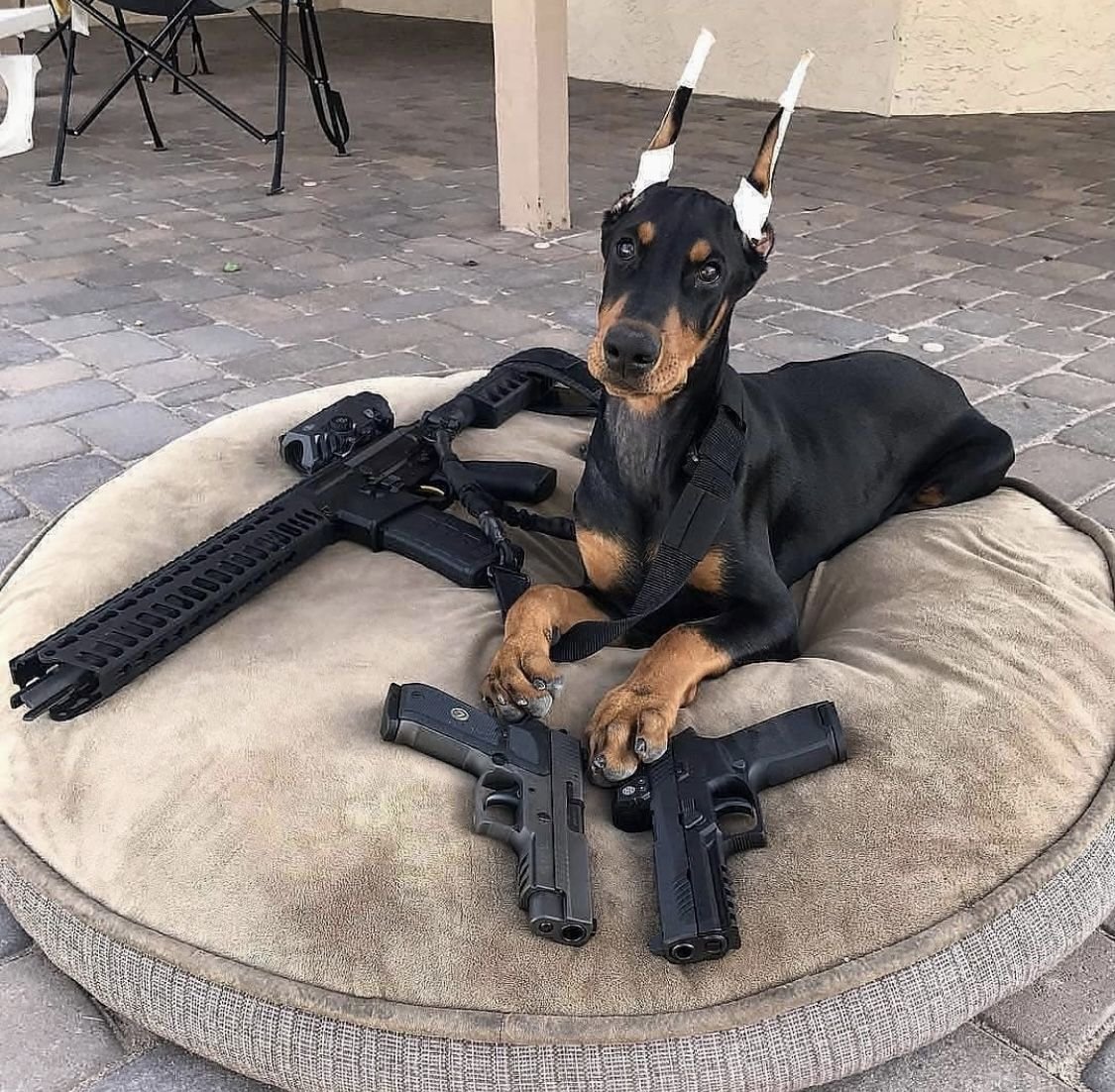 Доберман девочка