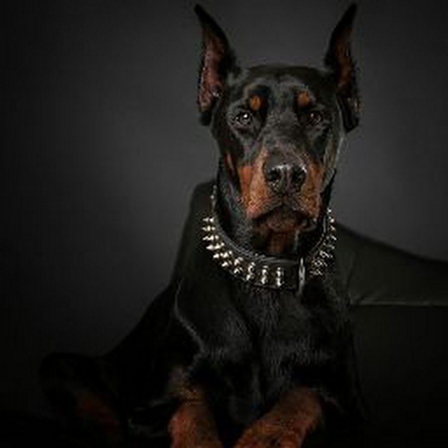 Доберман Баленсиага