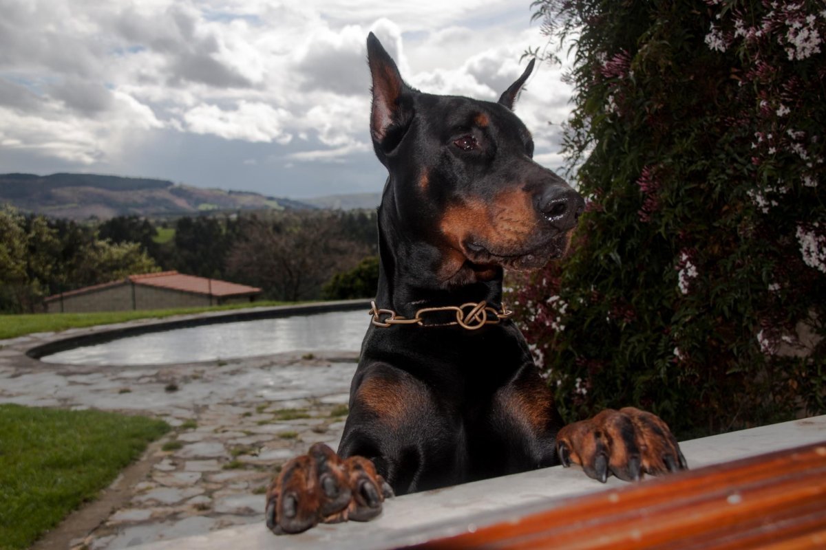 Доберман Эстетика