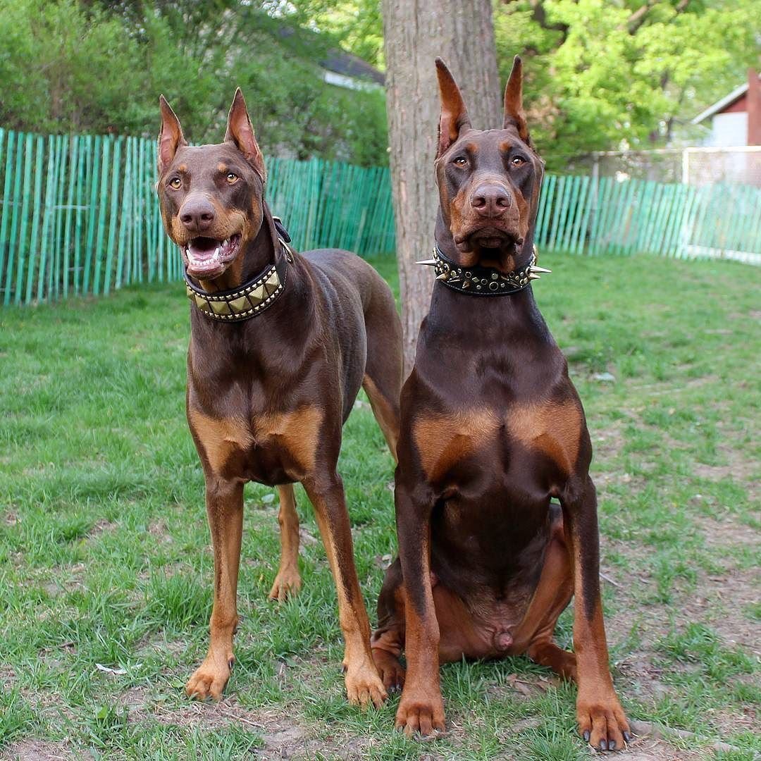 Доберман Цезарь