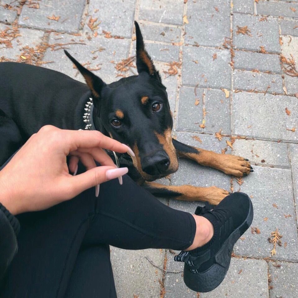 Сиена и Доберман Будда