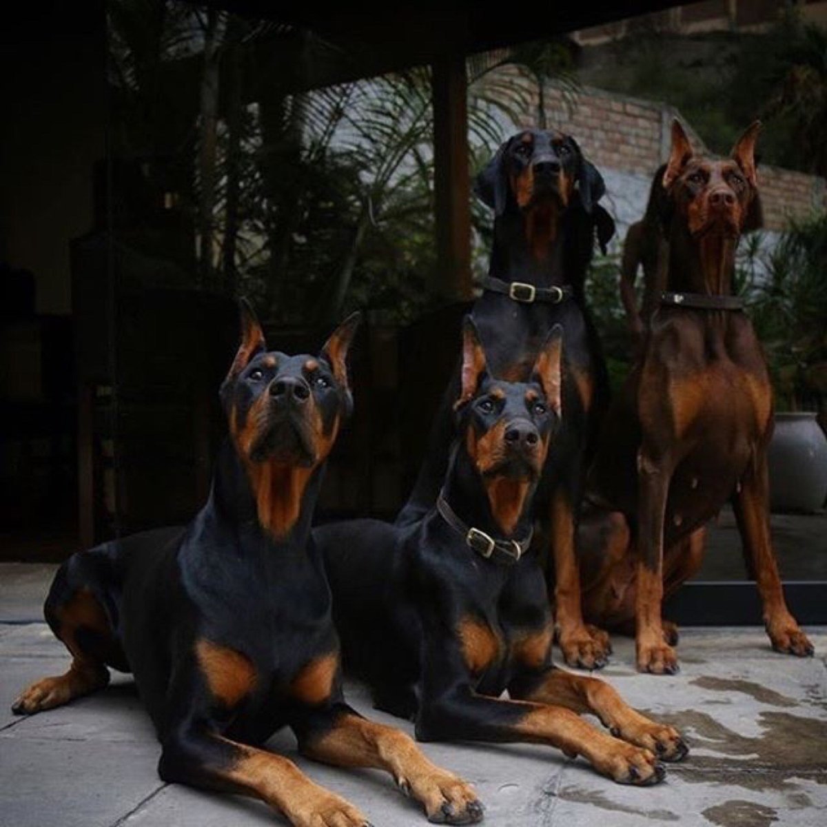 Доберман европеец