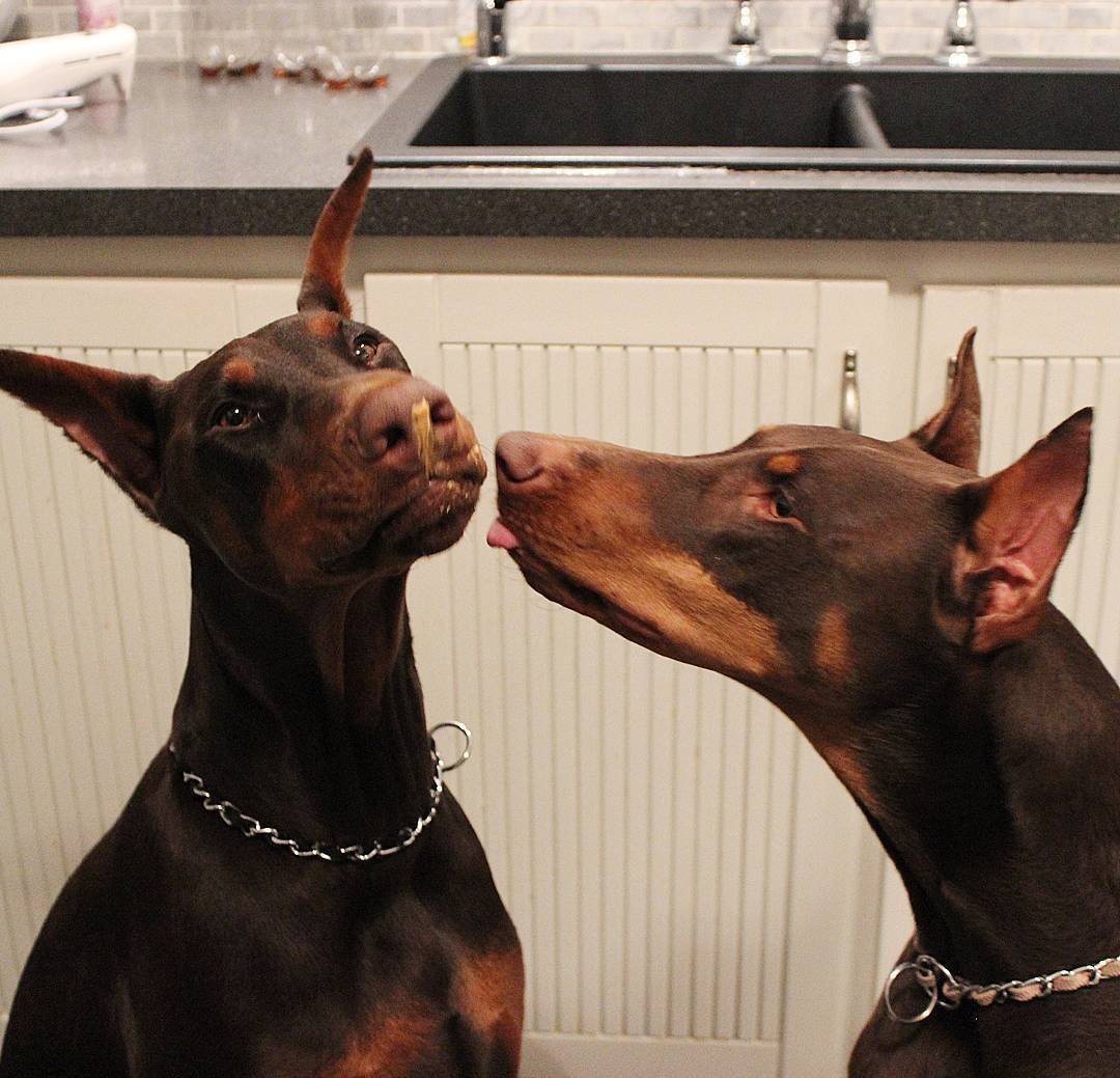 Доберман Бриг