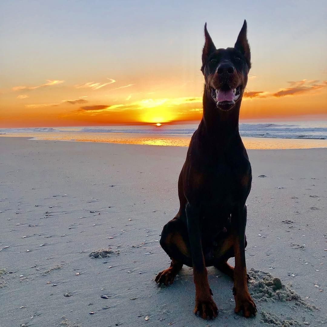 Доберман-пинчер сохры