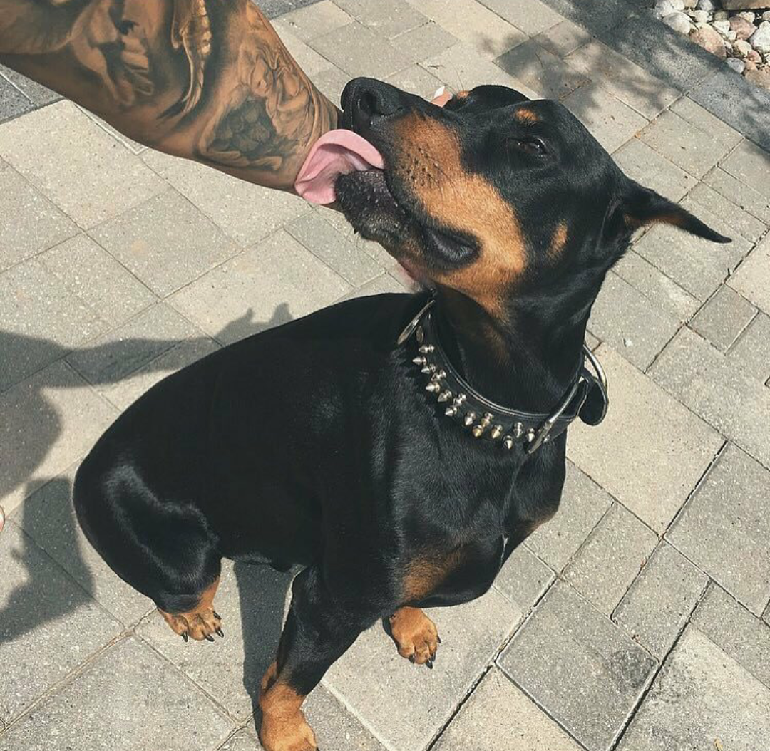 Доберман и Кардашьян