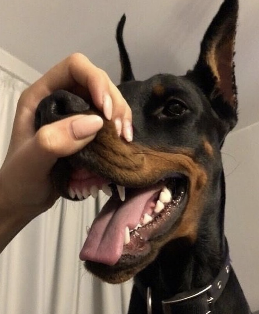 Эстетика собак Доберманы