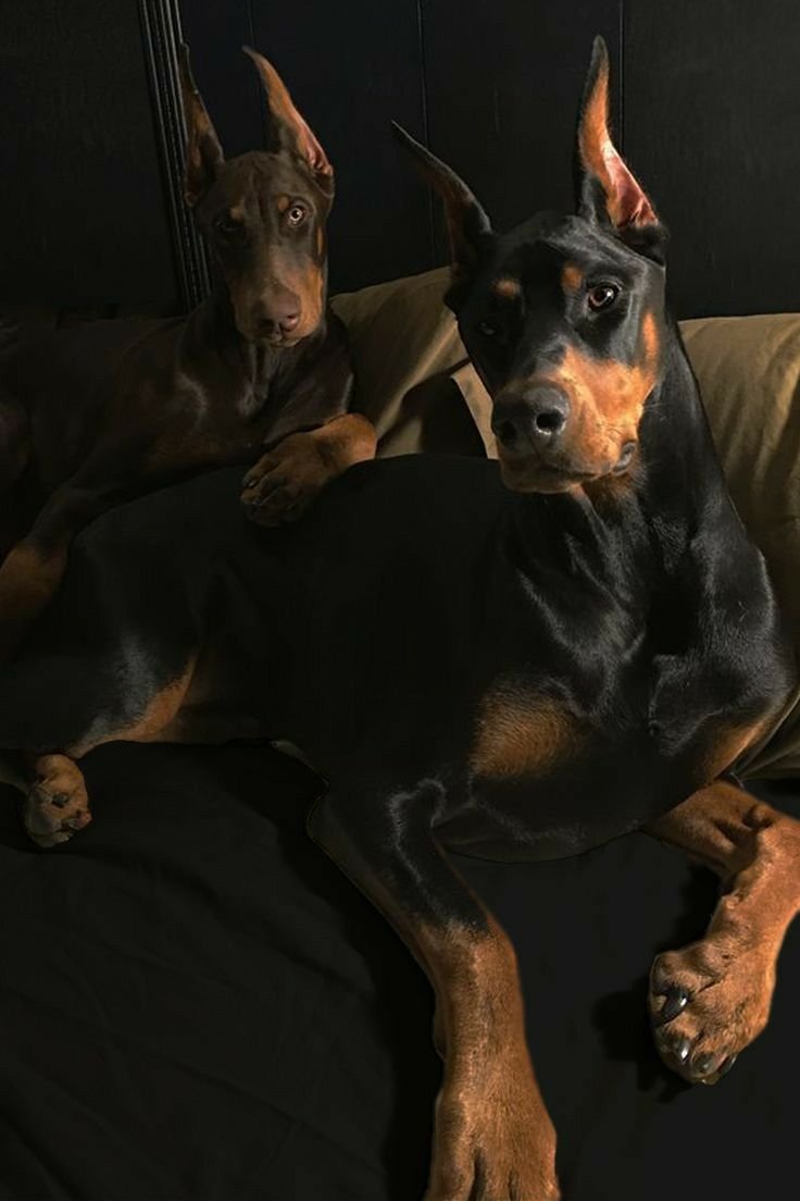 Доберман шоколадный