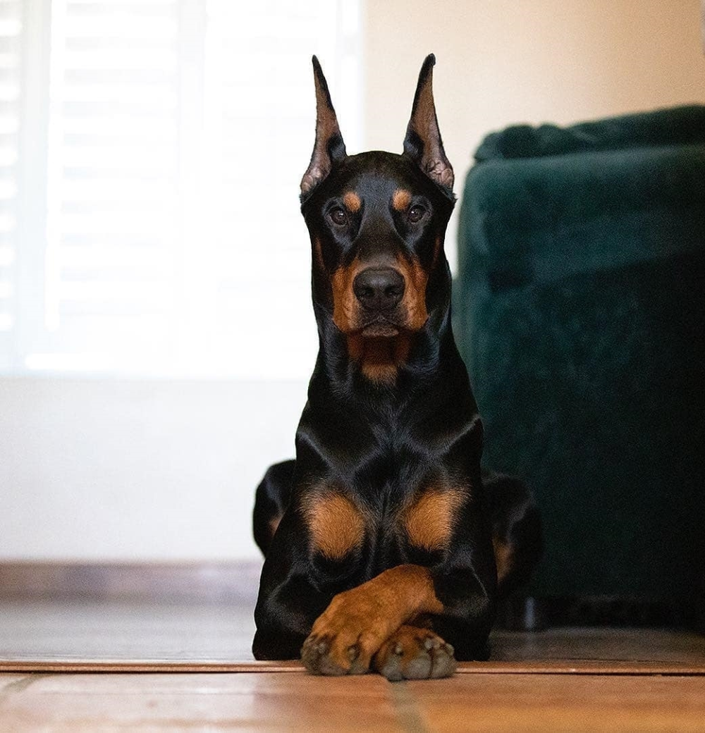 Доберман мастиф