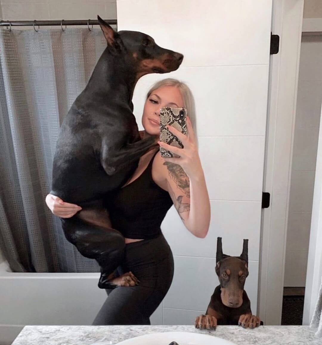 Доберман Инстаграмм