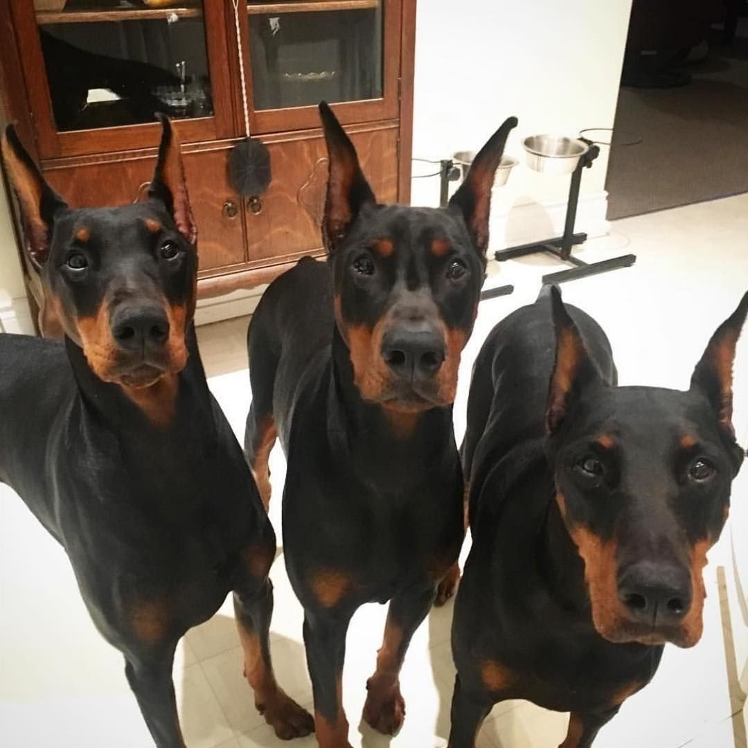 Доберман-пинчер сохры