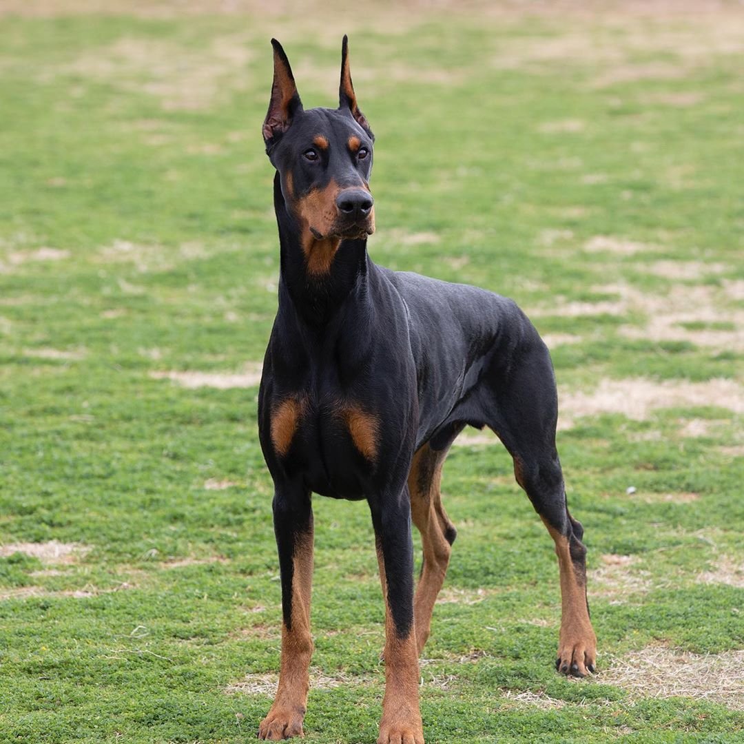 Доберман американский и Европейский