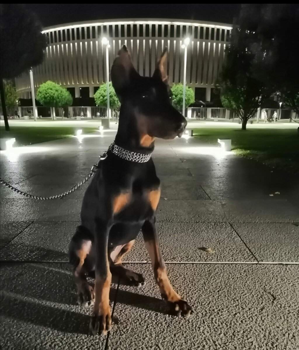 Доберман Грозный