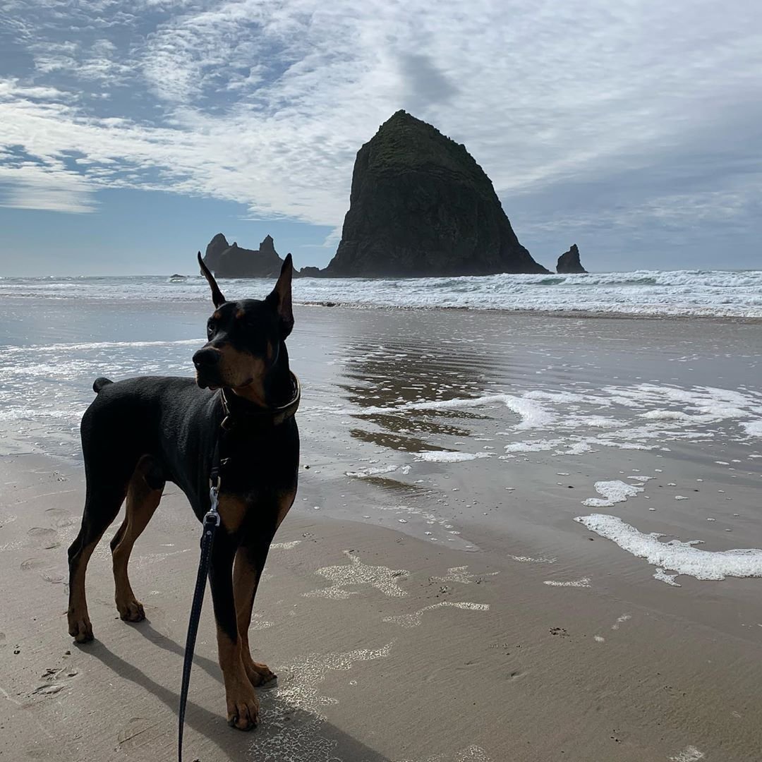 Доберман портрет