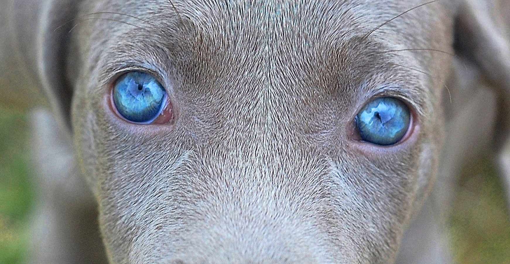 Глаза голубой собаки читать. Глаза собаки. Собака с красивыми глазами. Глаза голубой собаки. Собака с самыми красивыми глазами.