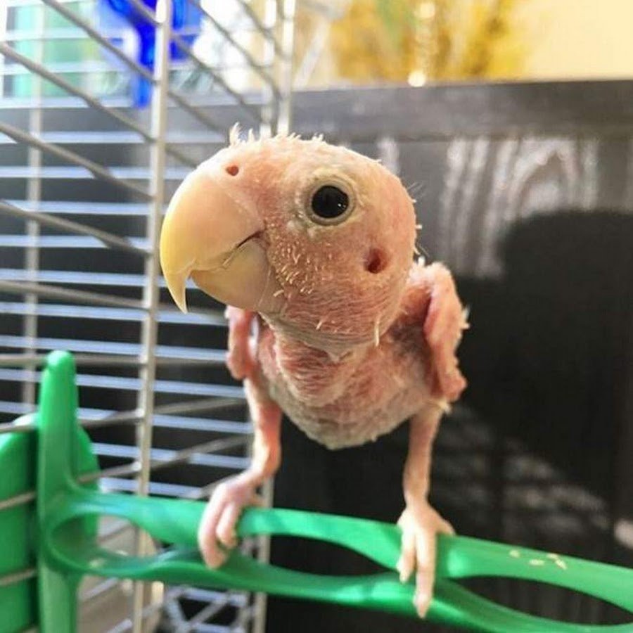 Общипанная курица