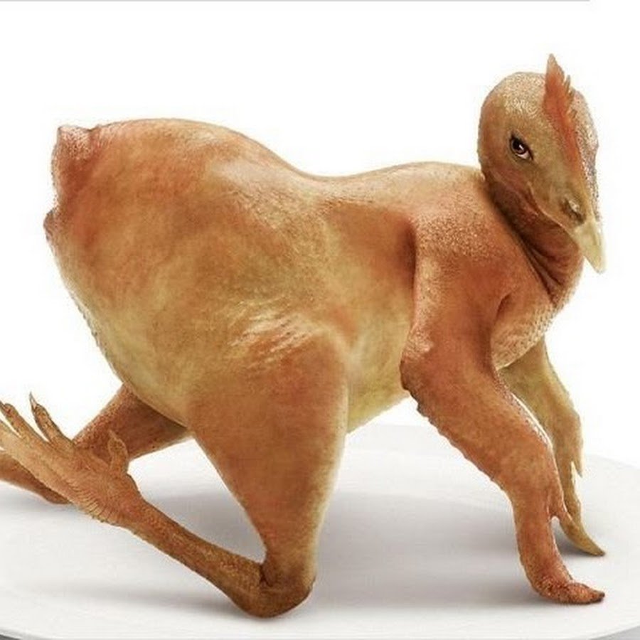 Лысые израильские куры