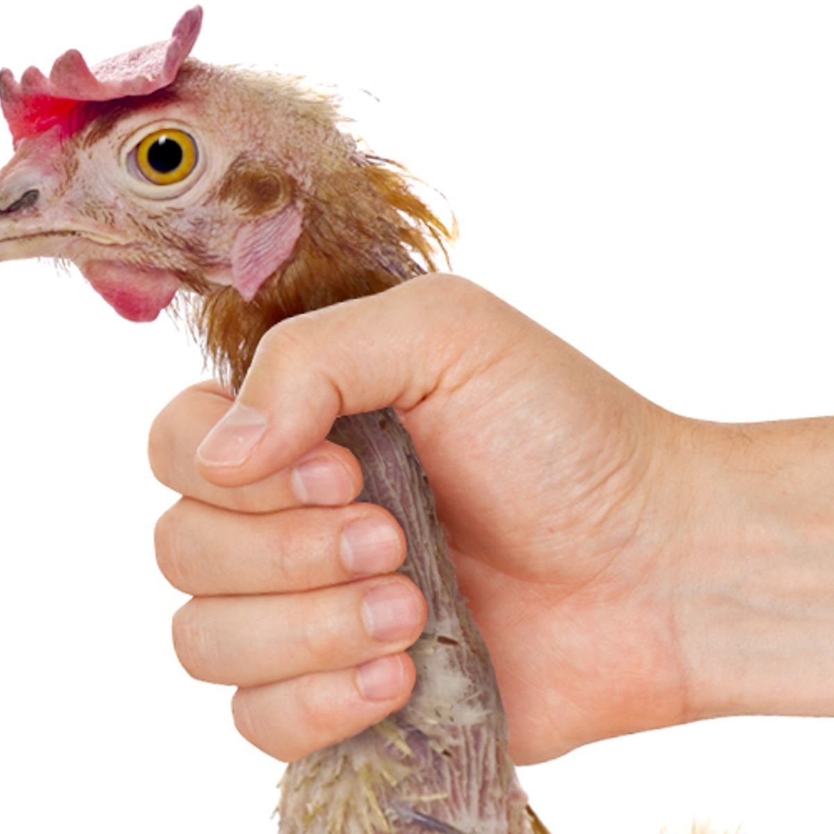 Ощипанный цыплёнок