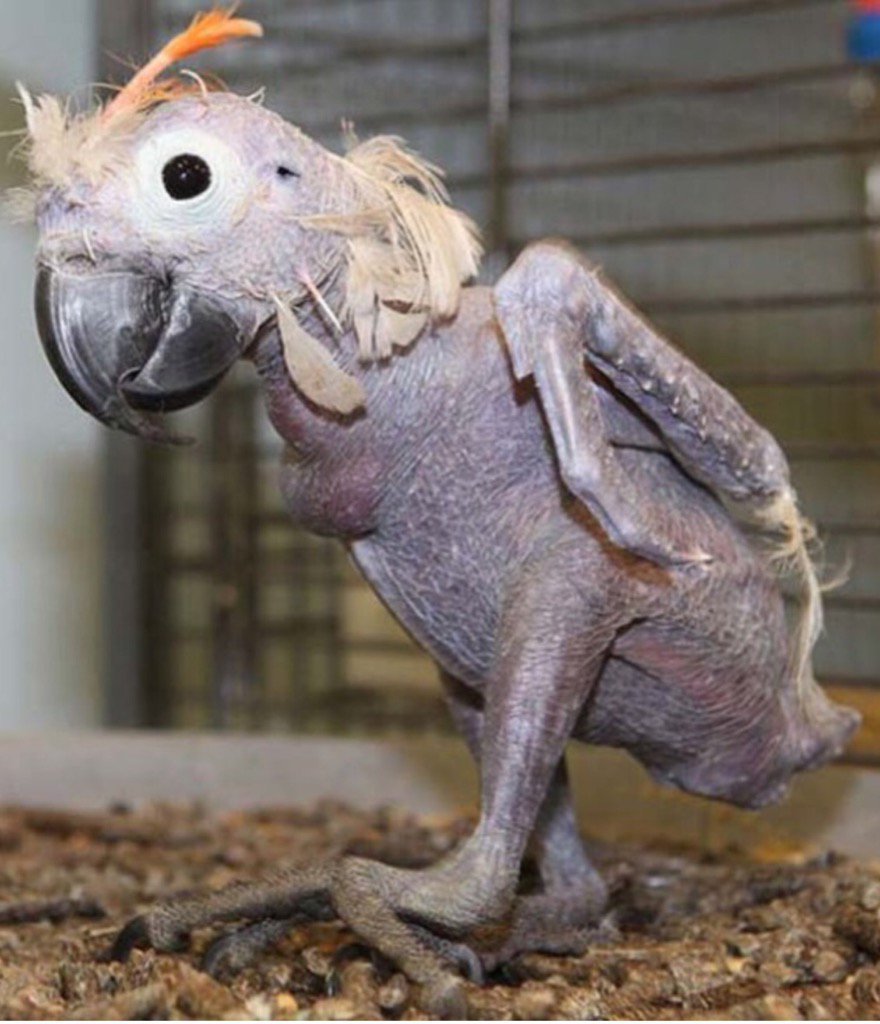 SCP-3199 - двуногие без перьев