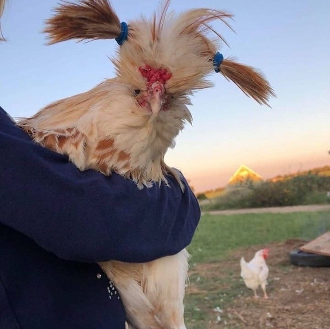 Смешной петух