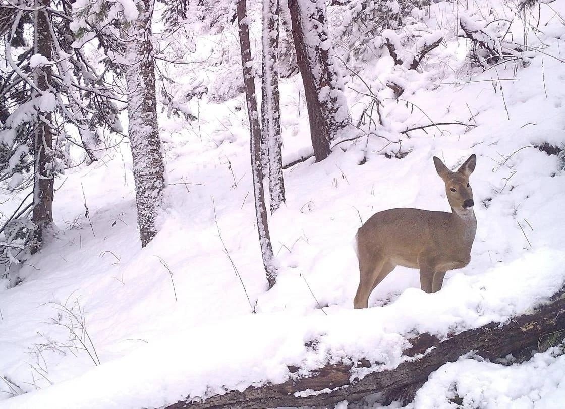 Козерог Сибирский горный козел