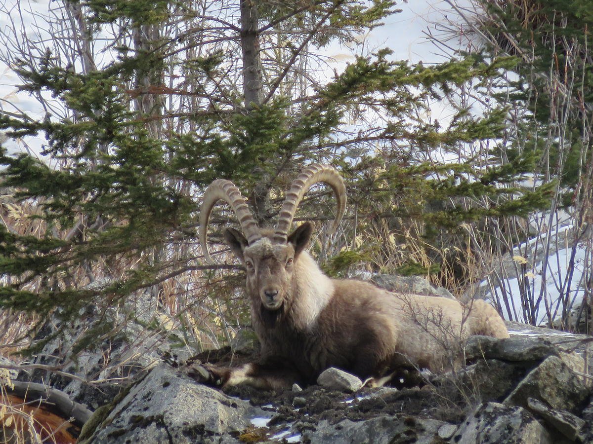 Алтайский заповедник Сибирский козел