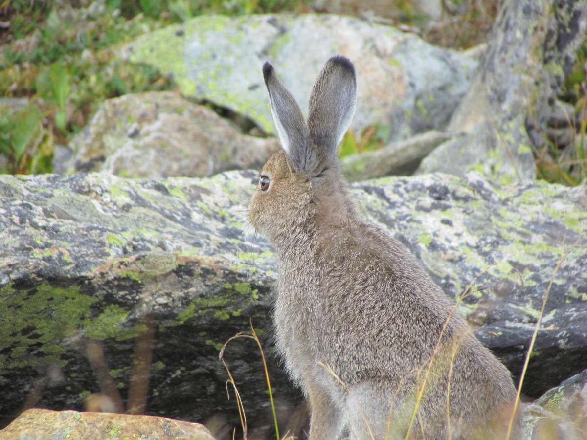 Сайлюгемский заповедник снежный Барс