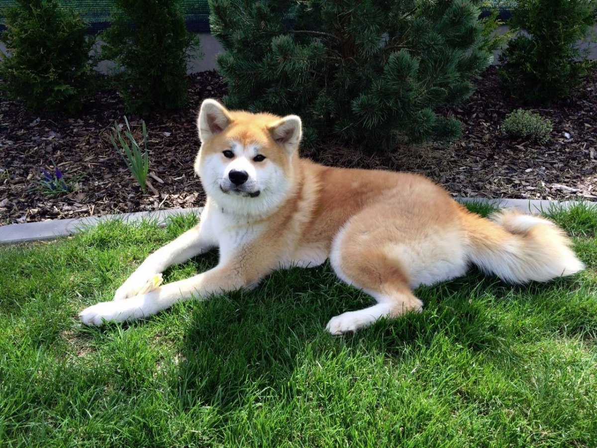 Японская Акита