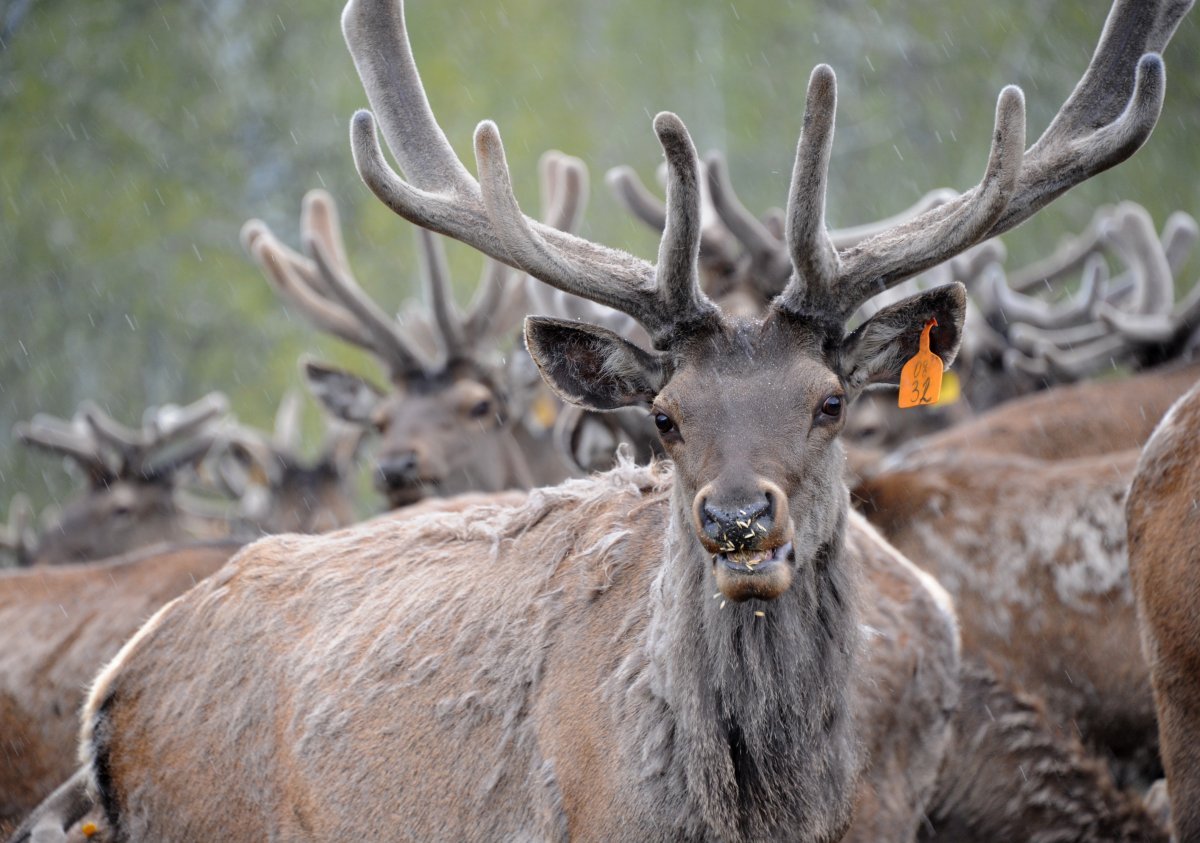 Катунский заповедник снежный Барс