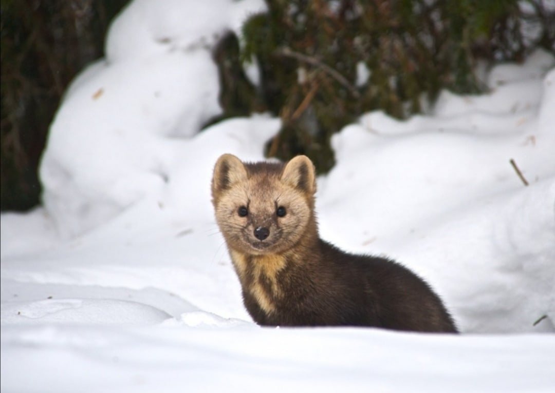 Манул Забайкальский дикий кот