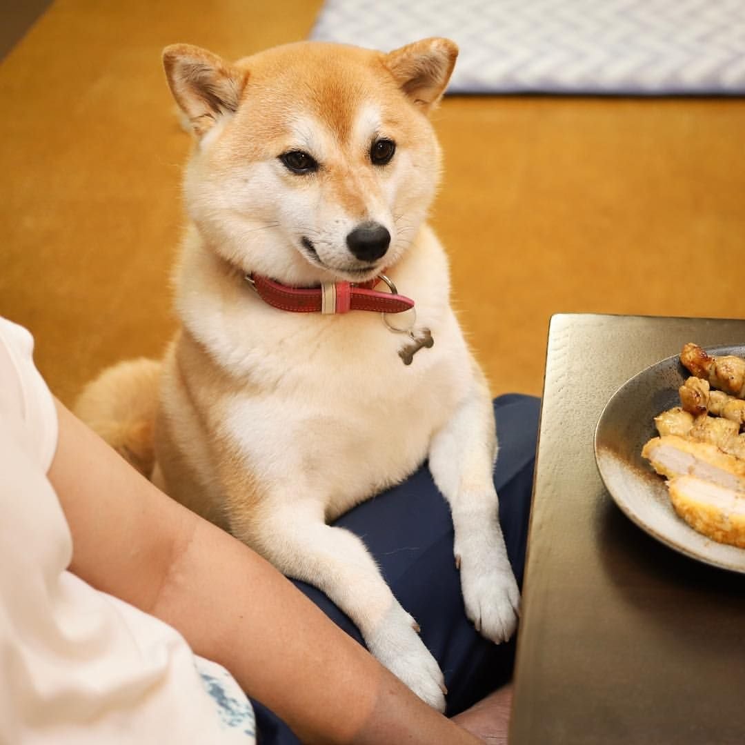 Сиба ину вычесывание