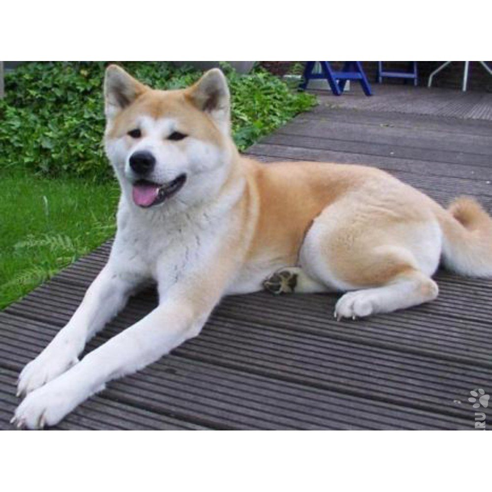 Бойцовская Акита ину