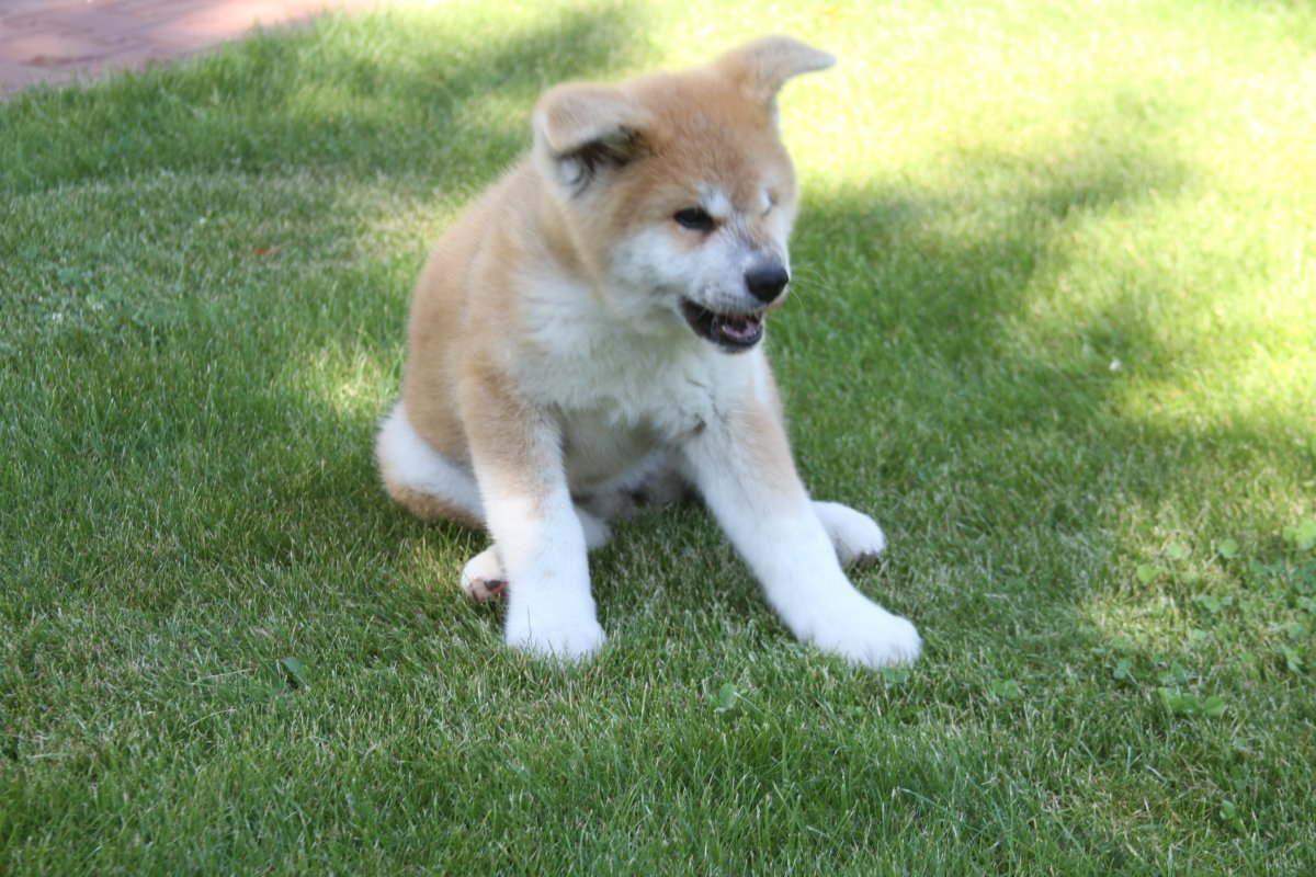 Акита ину Путина