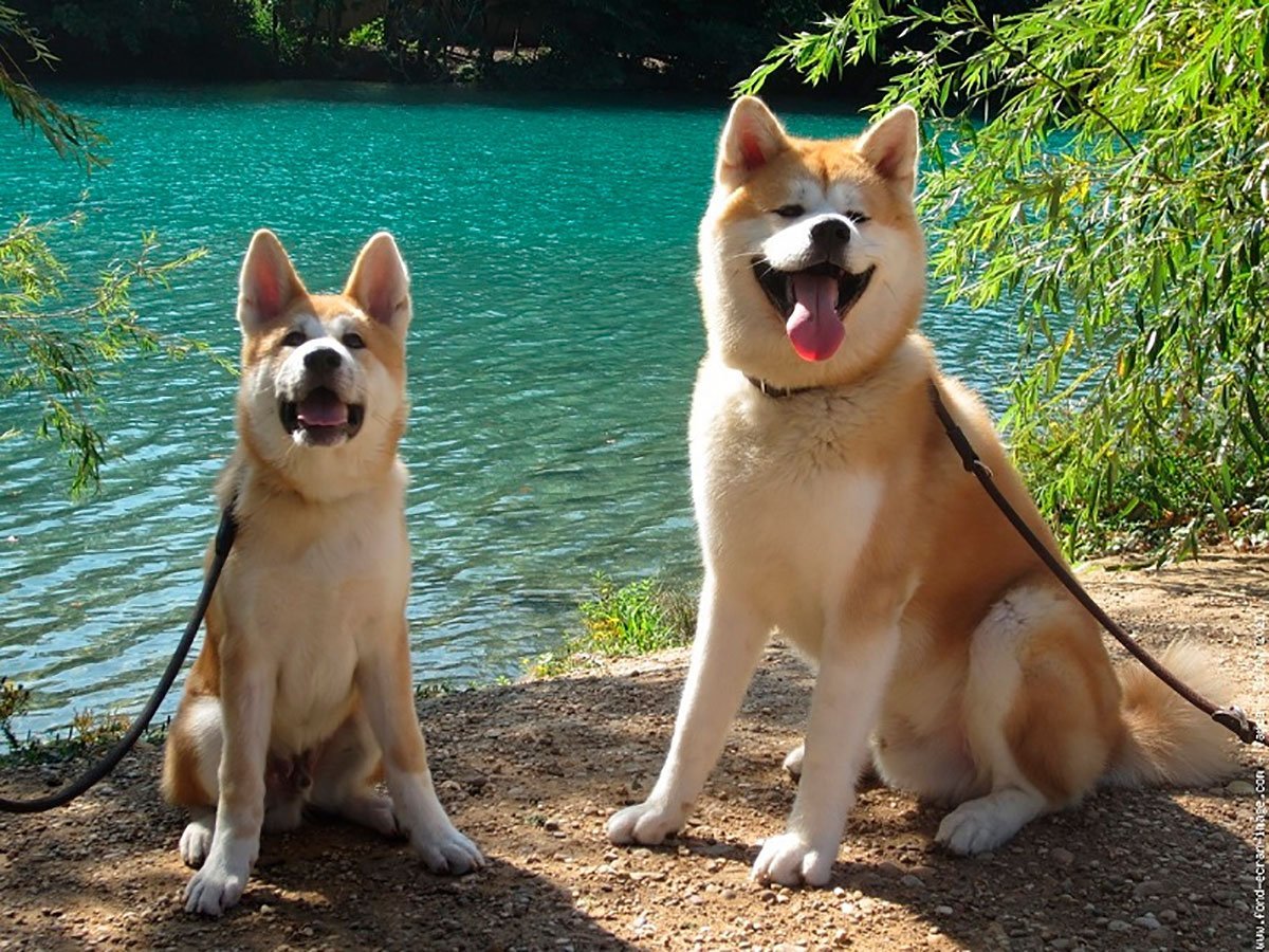 Аляскинский Акита