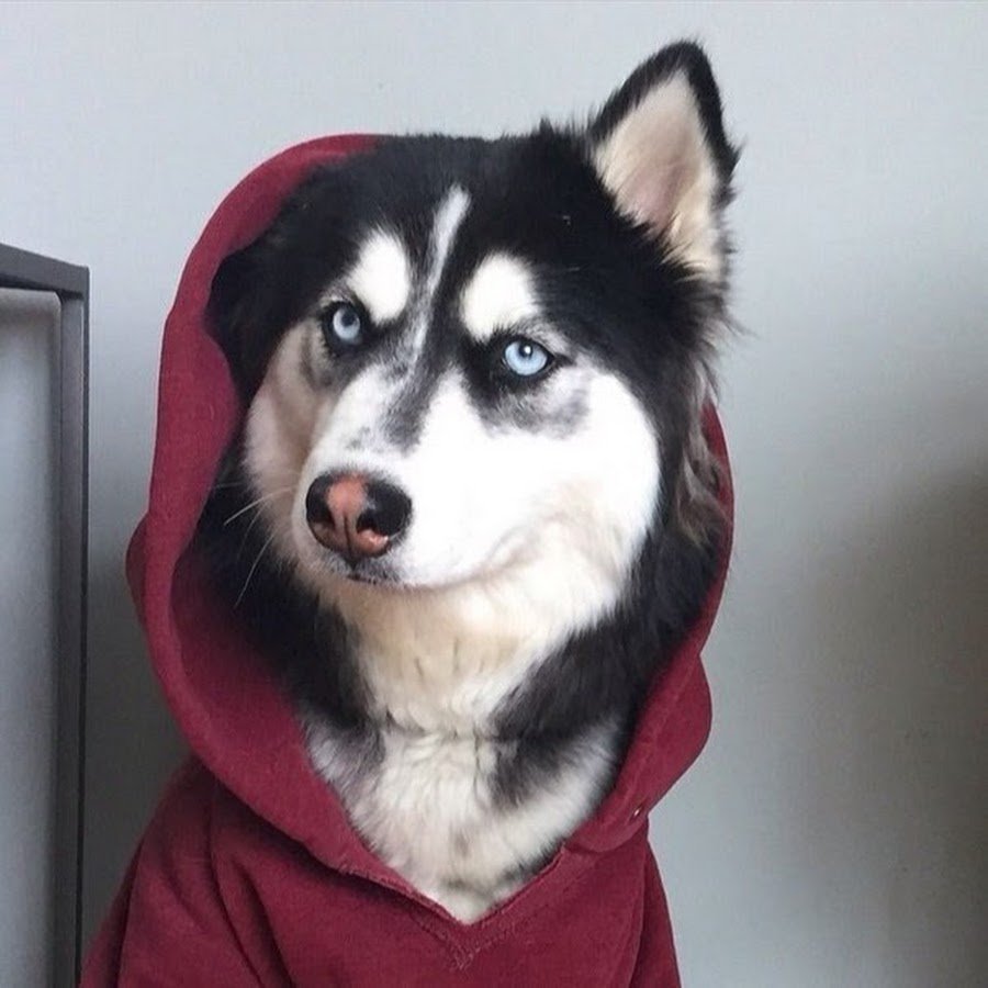 Хаски в одежде