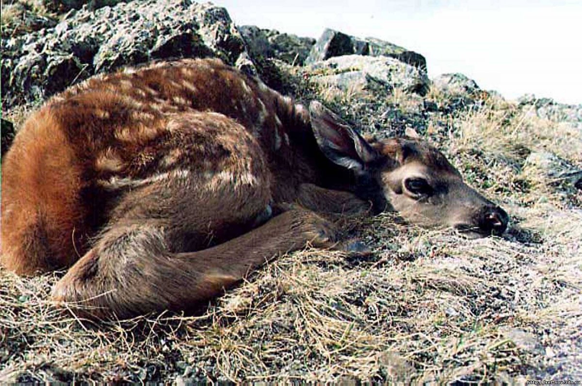 Барнаульский зоопарк Лось