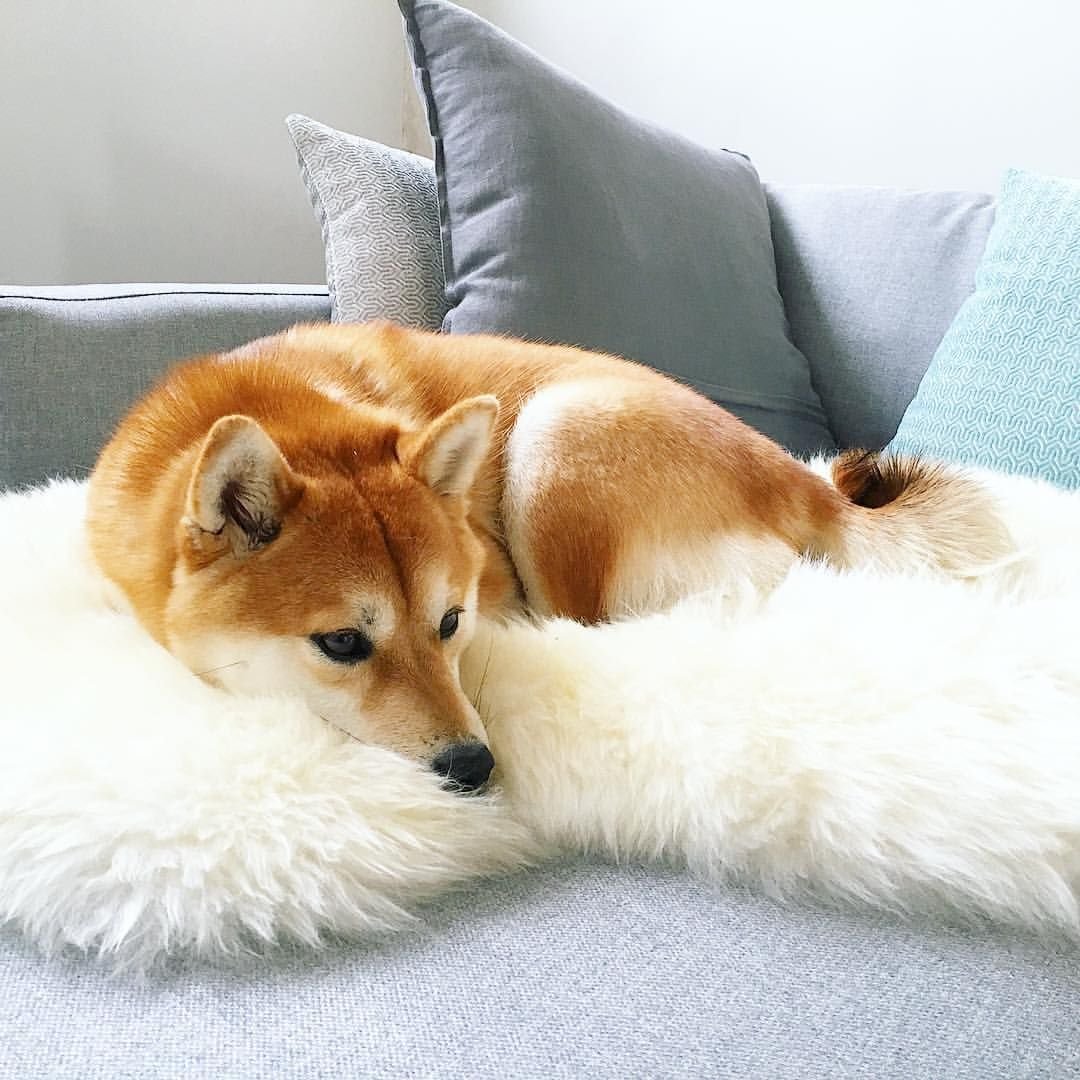 Акита ину и басенджи