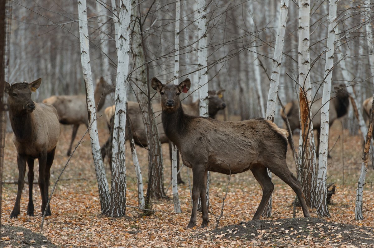 Кот Манул рыжий