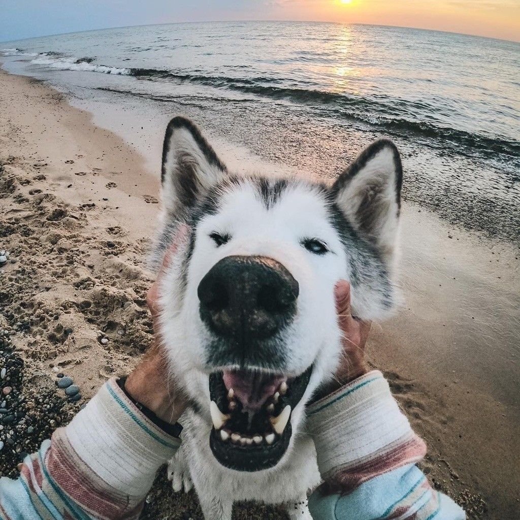 Собака на аву