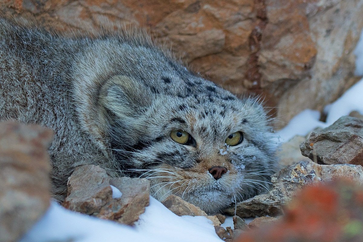 Марал Белокуриха