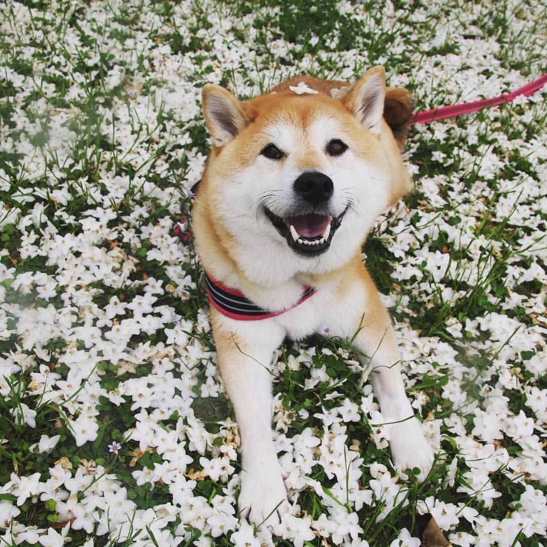 Шиба ину Хатико