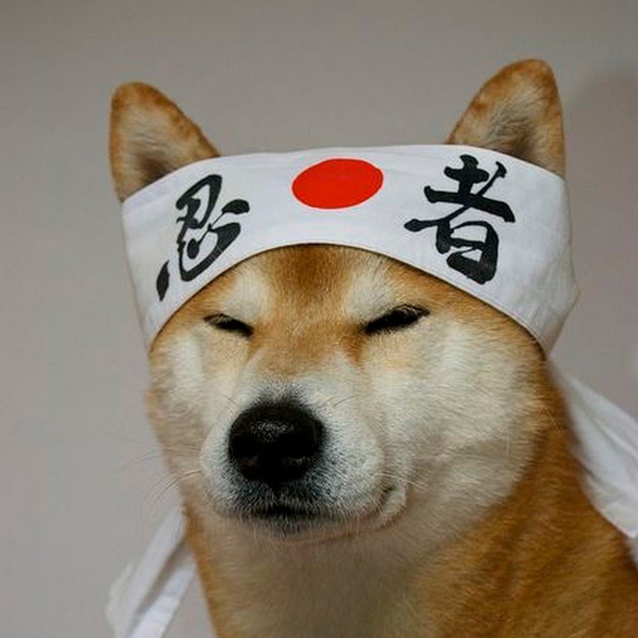 Doge Акита сиба ину