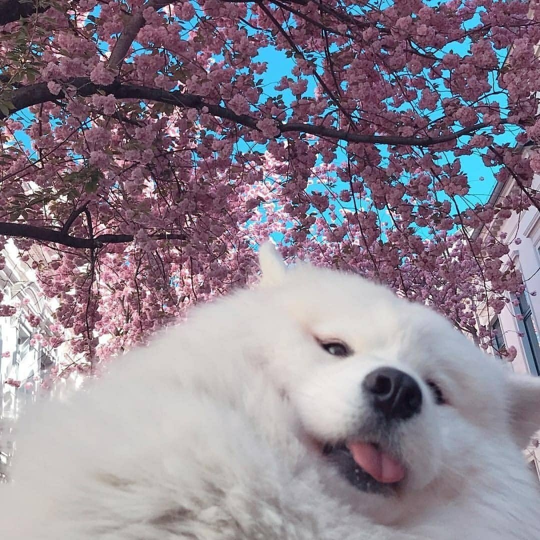 Сиба ину и самоед