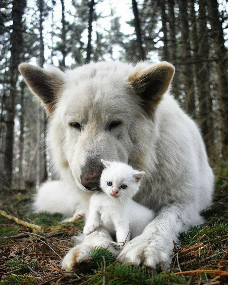 Хаски лютоволк