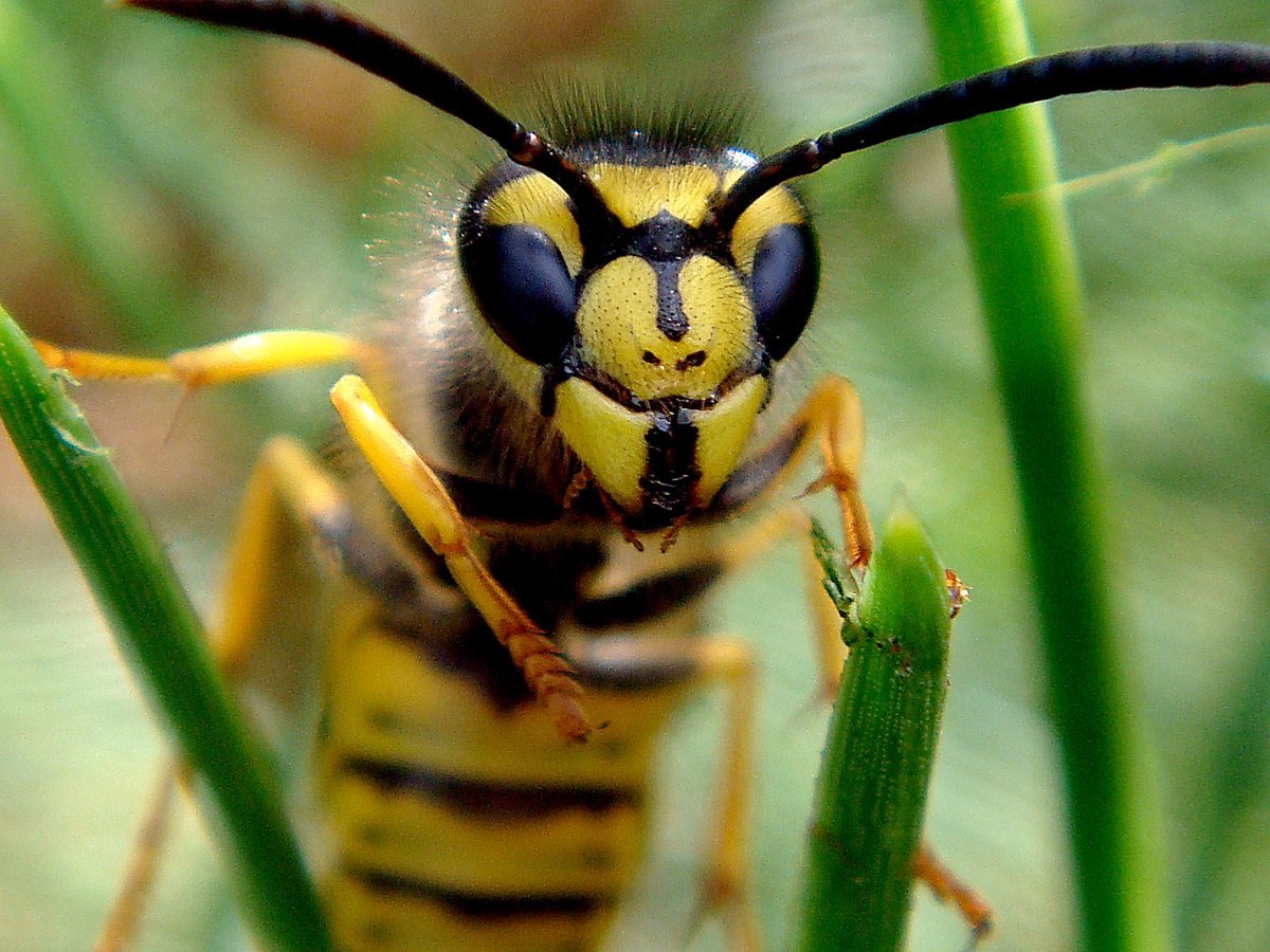 Детеныш осы